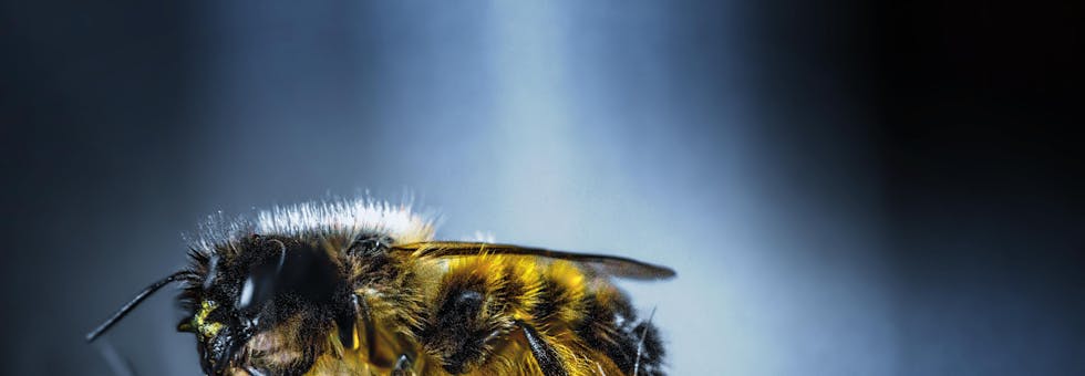 Honeytokens protecting CI/CD pipelines by detecting unauthorized access in DevOps environments.